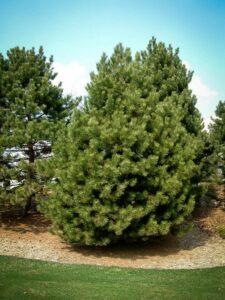 Сосна Чёрная (Pinus Nigra) купить по цене от 270.00р. в интернет-магазине «Посадика» с доставкой почтой в в Ступиное и по всей России – [изображение №1].