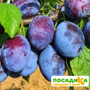 Слива Чачакская ранняя купить по цене от 229.00р. в интернет-магазине «Посадика» с доставкой почтой в в Ступиное и по всей России – [изображение №1].