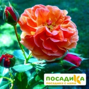 Роза Арабия купить по цене от 350.00р. в интернет-магазине «Посадика» с доставкой почтой в в Ступиное и по всей России – [изображение №1].