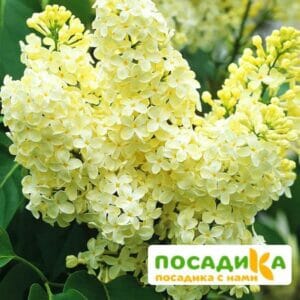 Сирень Примроуз (Primrose) купить по цене от 529.00р. в интернет-магазине «Посадика» с доставкой почтой в в Ступиное и по всей России – [изображение №1].