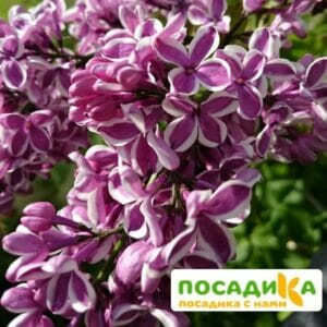 Сирень Сенсация купить по цене от 529.00р. в интернет-магазине «Посадика» с доставкой почтой в в Ступиное и по всей России – [изображение №1].