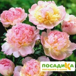 Пион Распберри Сандей (Paeonia Raspberry Sundae) купить по цене от 959р. в интернет-магазине «Посадика» с доставкой почтой в в Ступиное и по всей России – [изображение №1].