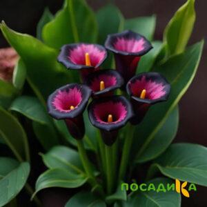 Калла Аура Лейс купить по цене от 400р. в интернет-магазине «Посадика» с доставкой почтой в в Ступиное и по всей России – [изображение №1].