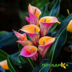 Калла Оникс купить по цене от 450р. в интернет-магазине «Посадика» с доставкой почтой в в Ступиное и по всей России – [изображение №1].