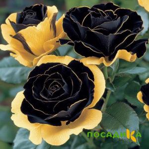 Роза Ханни Сикл купить по цене от 700р. в интернет-магазине «Посадика» с доставкой почтой в в Ступиное и по всей России – [изображение №1].