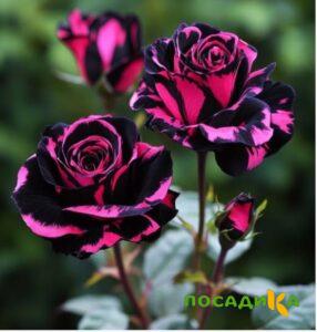 Роза Багровый Шепот купить по цене от 366р. в интернет-магазине «Посадика» с доставкой почтой в в Ступиное и по всей России – [изображение №1].