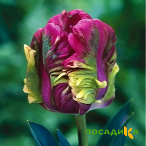 Тюльпан Экзотик Хэвен купить по цене от 186р. в интернет-магазине «Посадика» с доставкой почтой в в Ступиное и по всей России – [изображение №1].
