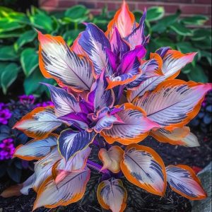 Хоста Эмеральд Тиара купить по цене от 602р. в интернет-магазине «Посадика» с доставкой почтой в в Ступиное и по всей России – [изображение №1].